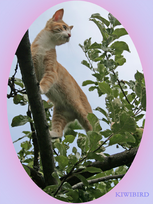 *** рыжий кот охотник