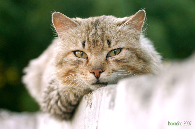 Внимательный взгляд Кот