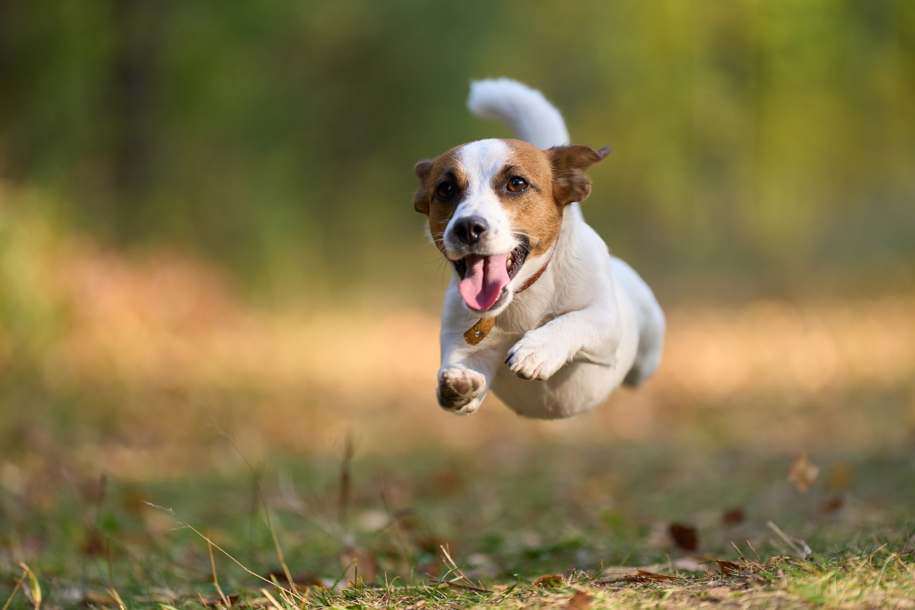 В полёте Джек-рассел-терьер полёт ILCE-1 A1 SEL70200GM2