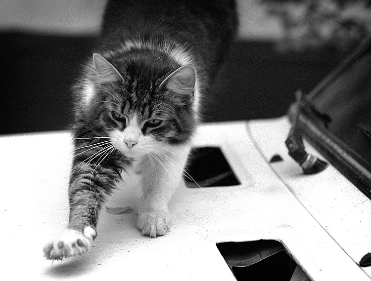 The Cat Inside кот
