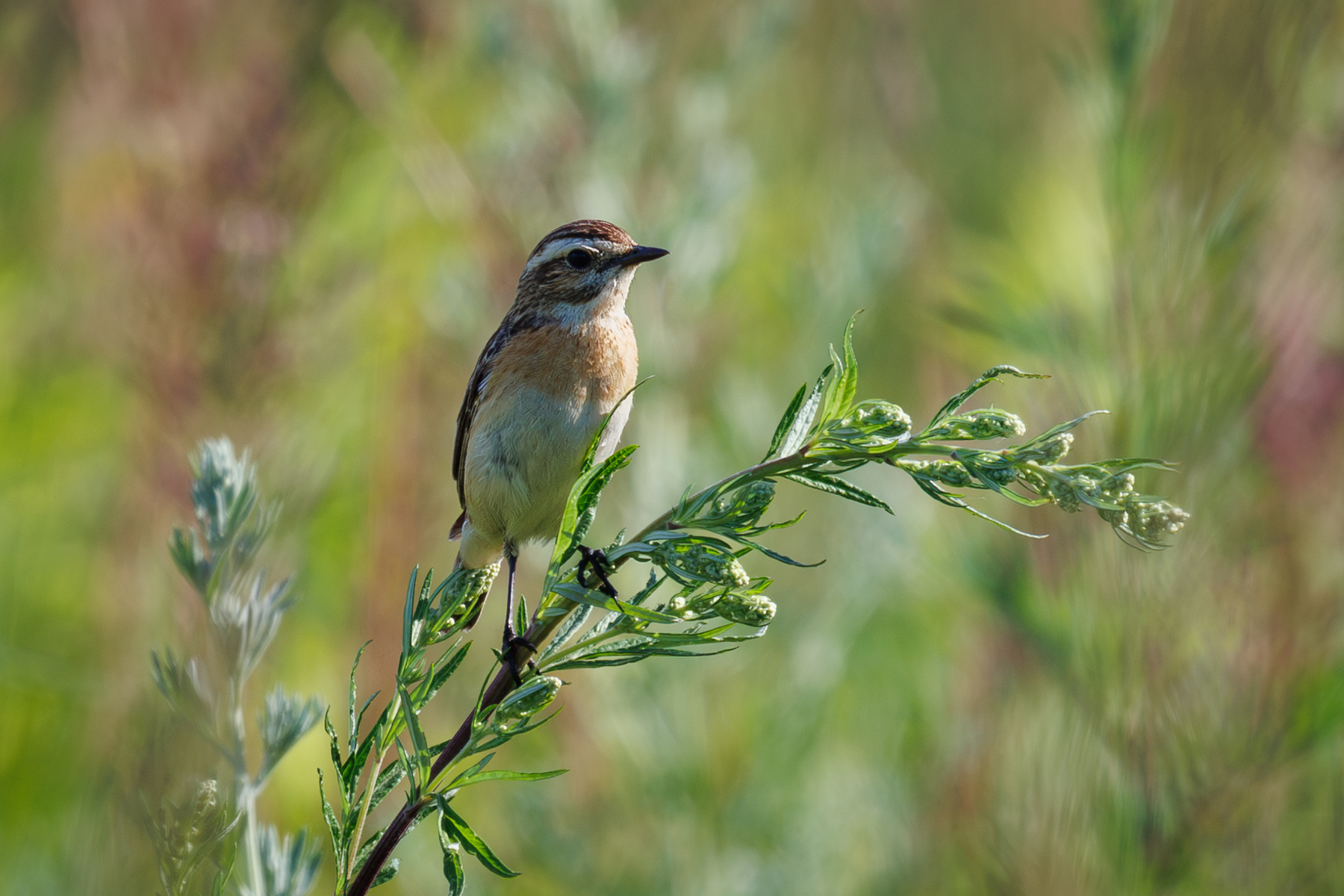 Луговой чекан Canon 600mm f11