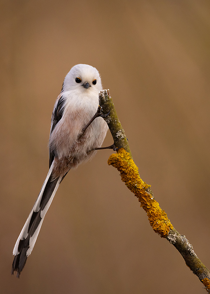 Long-tailed Ti 