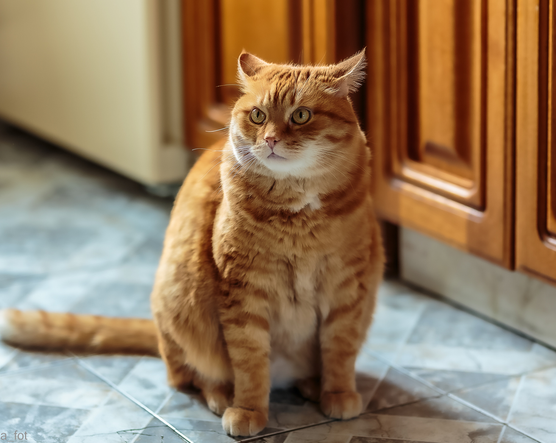 Сердитый кот 