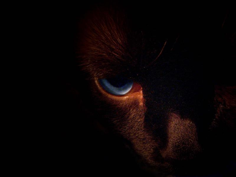 Пантер 8-) кот