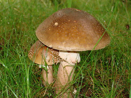 Парочка 