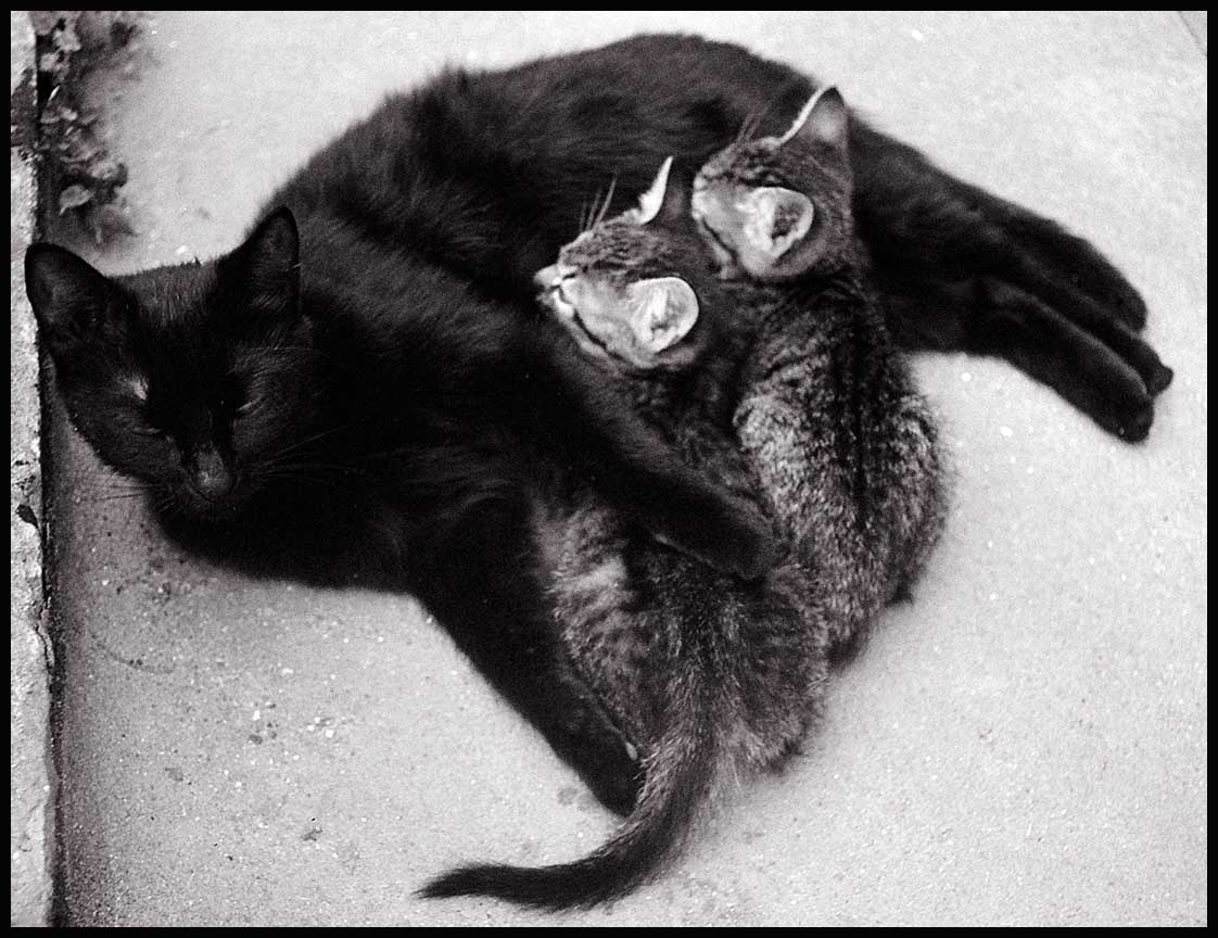 Кошка котята кошка мать