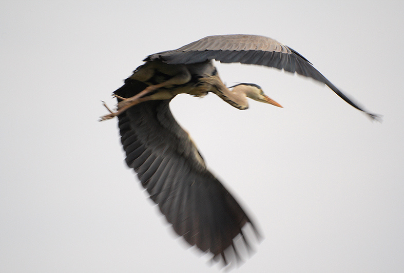 Цапля серая цапля Ardea cinerea heron grey полет