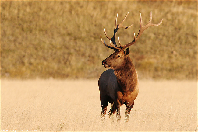 elk elk