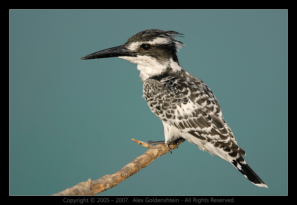 Малый пегий зимородок (Pied Kingfisher). Малый-пегий-зимородок Pied-Kingfisher, Ceryle-rudis