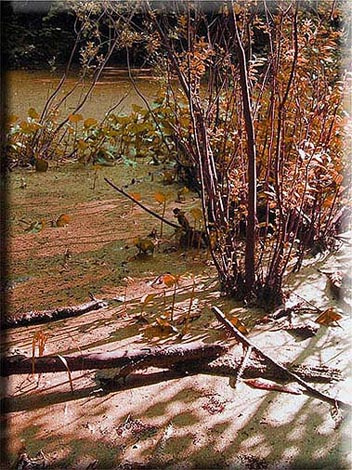 *** лес, пруд, солнце, цвет
