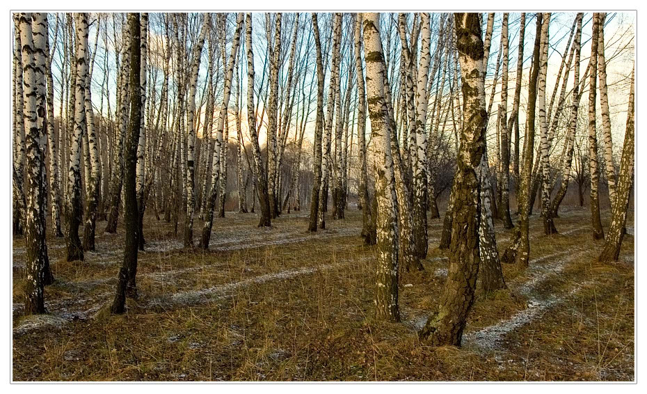 Белые тени. Снег тени березки деревья
