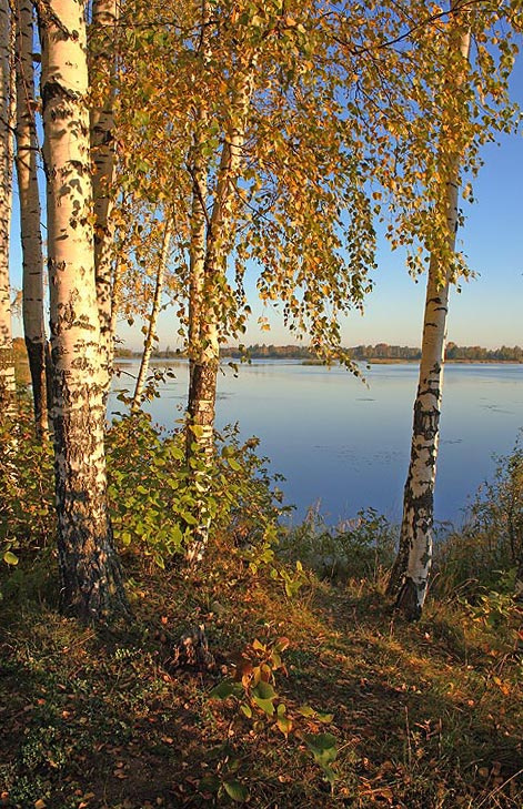 Бабье лето… Сентябрь, осень, березы, залив