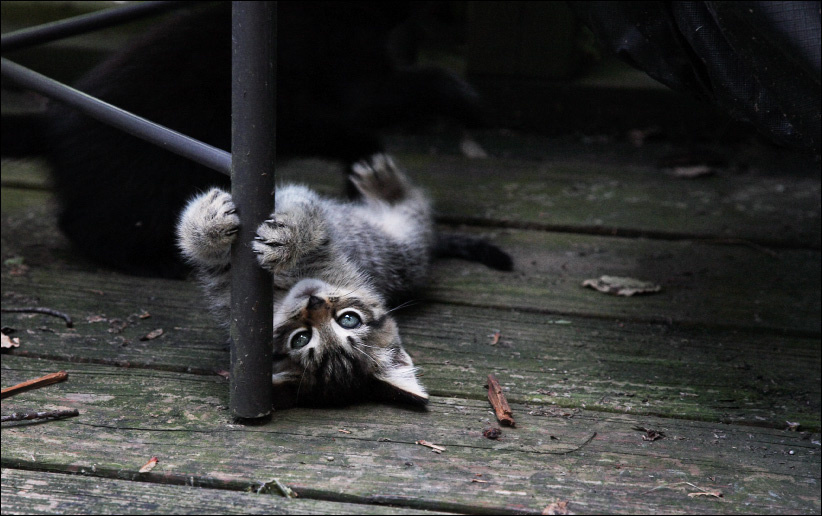 Pole Dancing pole dancing