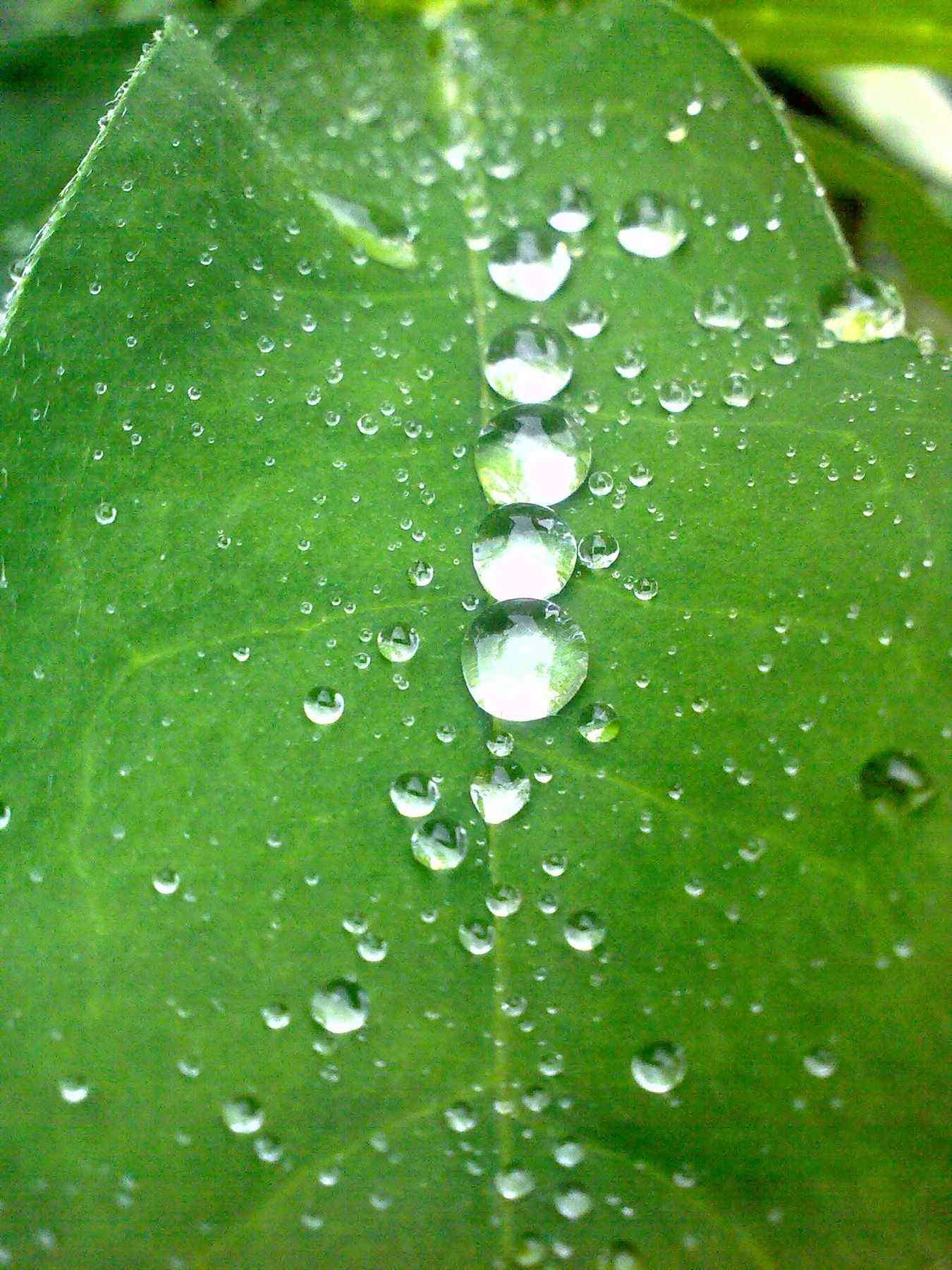 Бриллианты вода, дождь, листья