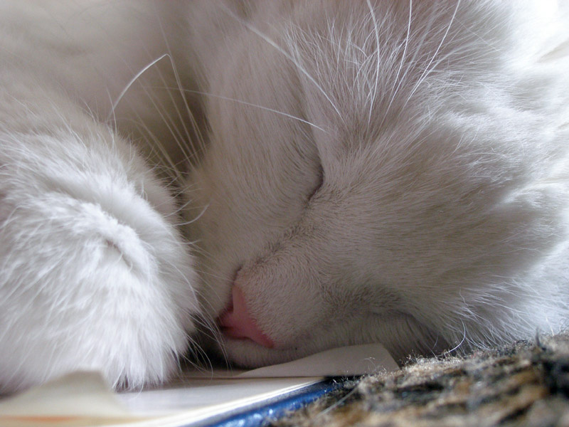 кошарик кот