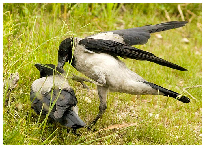 Из жизни молодых ворон ворона, птицы, crow