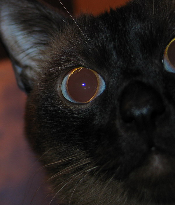 Кот 
