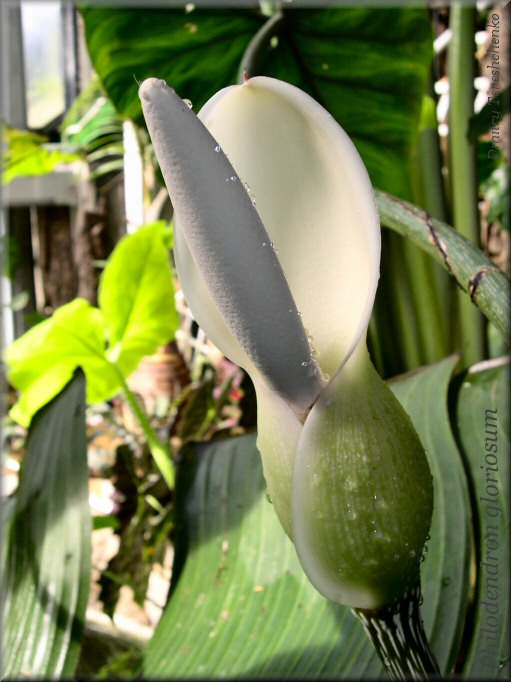 Philodendron gloriosum Philodendron gloriosum, La Mortella