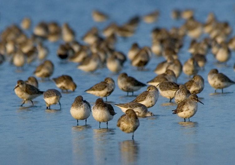 Утренние чернозобики Чернозобик, Dunlin, Calidris alpine, Сиваш