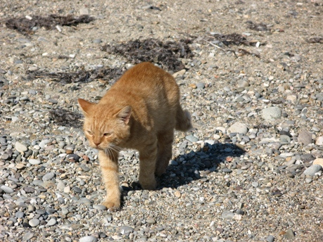 Царевич пляжа кот, пляж
