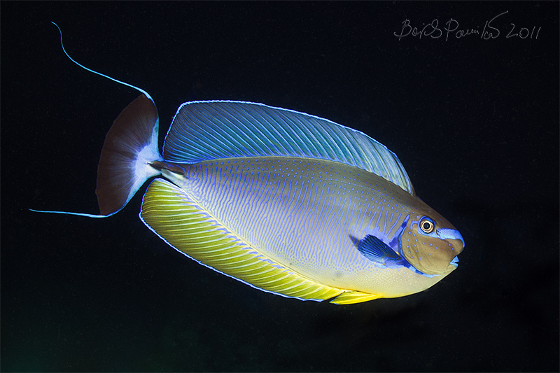 хирург bignose unicorn fish surgeon хирург носорог Вламинга Мальдивы единорог Maldives