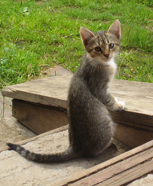 Суслик котенок