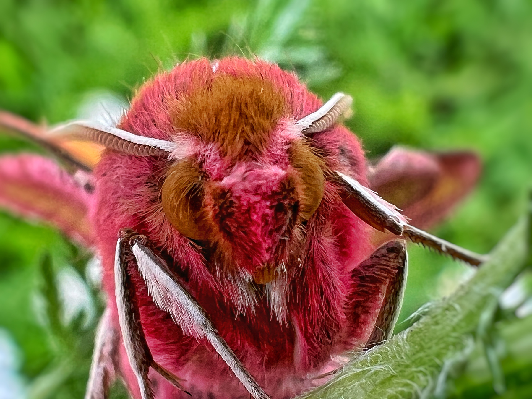 Deilephila porcellus Насекомые винный бражник