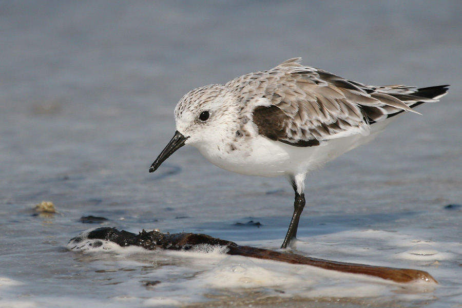 Еще песочник птица, песчанка, Техас, sanderling, Texas