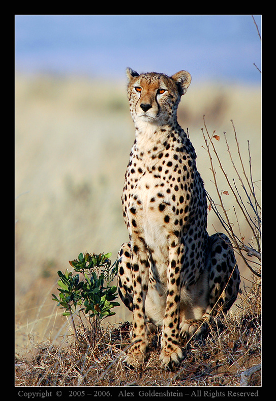Гепаpд (Cheetah) Гепаpд, (Acinonyx-jubatus, Cheetah), Африка-Кения, Масай-Мара, Август-2006, Фото-Сафари, Мастер-Класс, с, Вадимом, Онищенко.