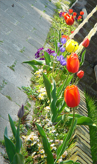 Tulips 