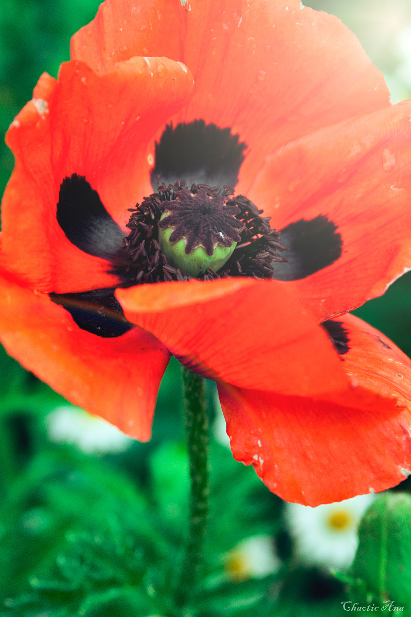 opium 
