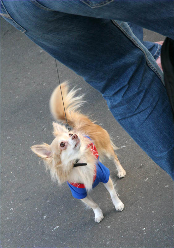 backside 180 Small Dog