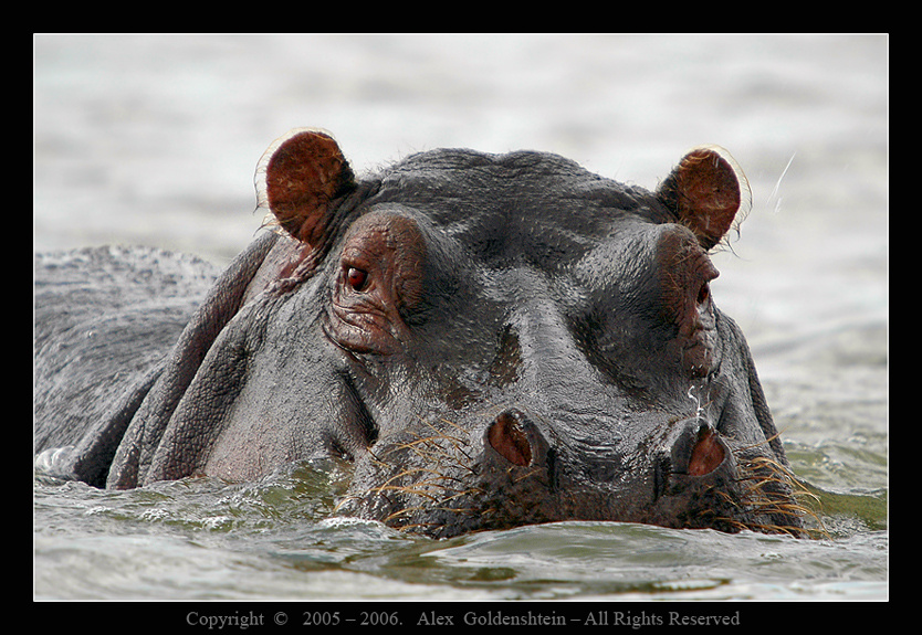 Бегемот или гиппопотам (Hippopotamus amphibius) Африка, Кения, Накуру, Август-2006, Фото-Сафари, Мастер-Класс, с, Вадимом-Онищенко