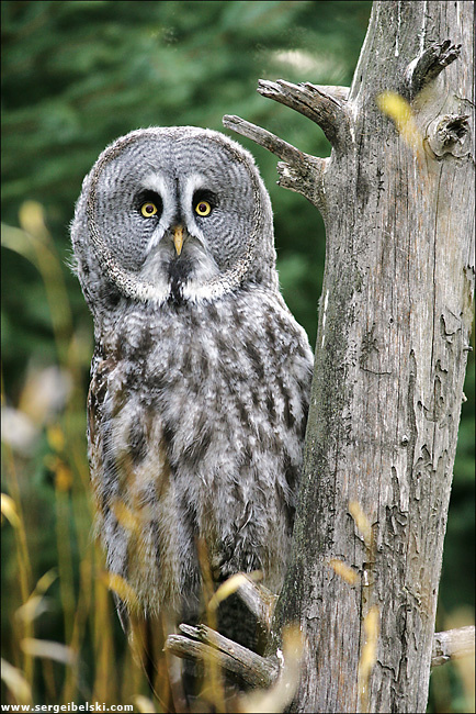 owl owl bird