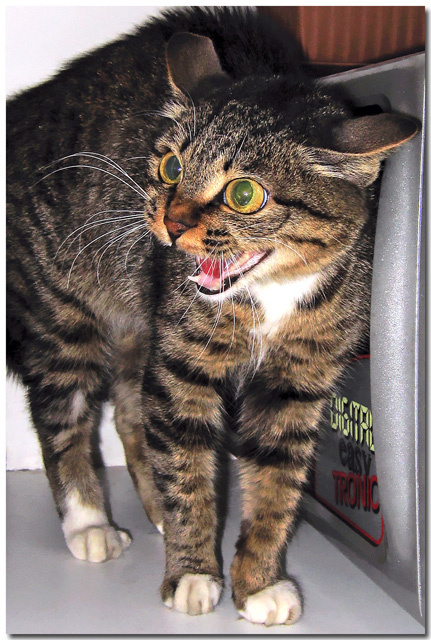 Фффы! 
