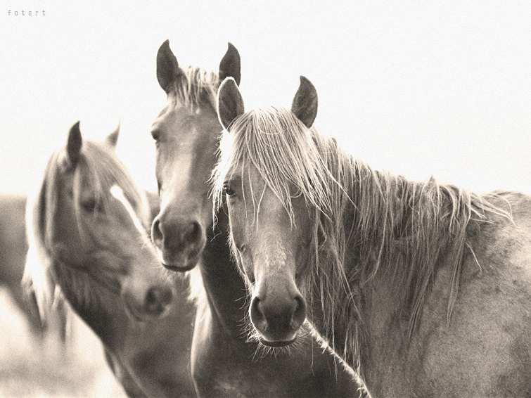 из дали.. horse лошадь