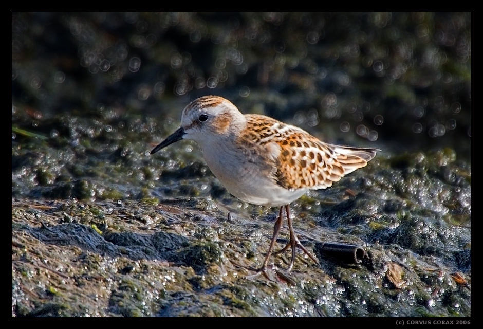 Кулик-воробей. 1 - Путешественник Кулик-воробей Calidris minuta