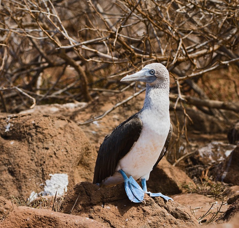 Голубоногий олуш. олуш голубоногий bluefooted booby галапагосы эквадор