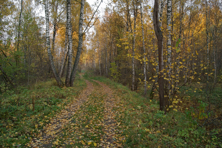 Осенний проселок 