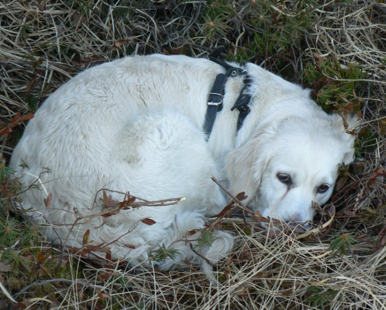 Орша golden орша