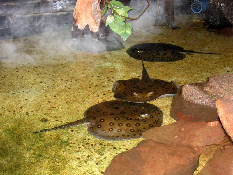 Морские блинчики 