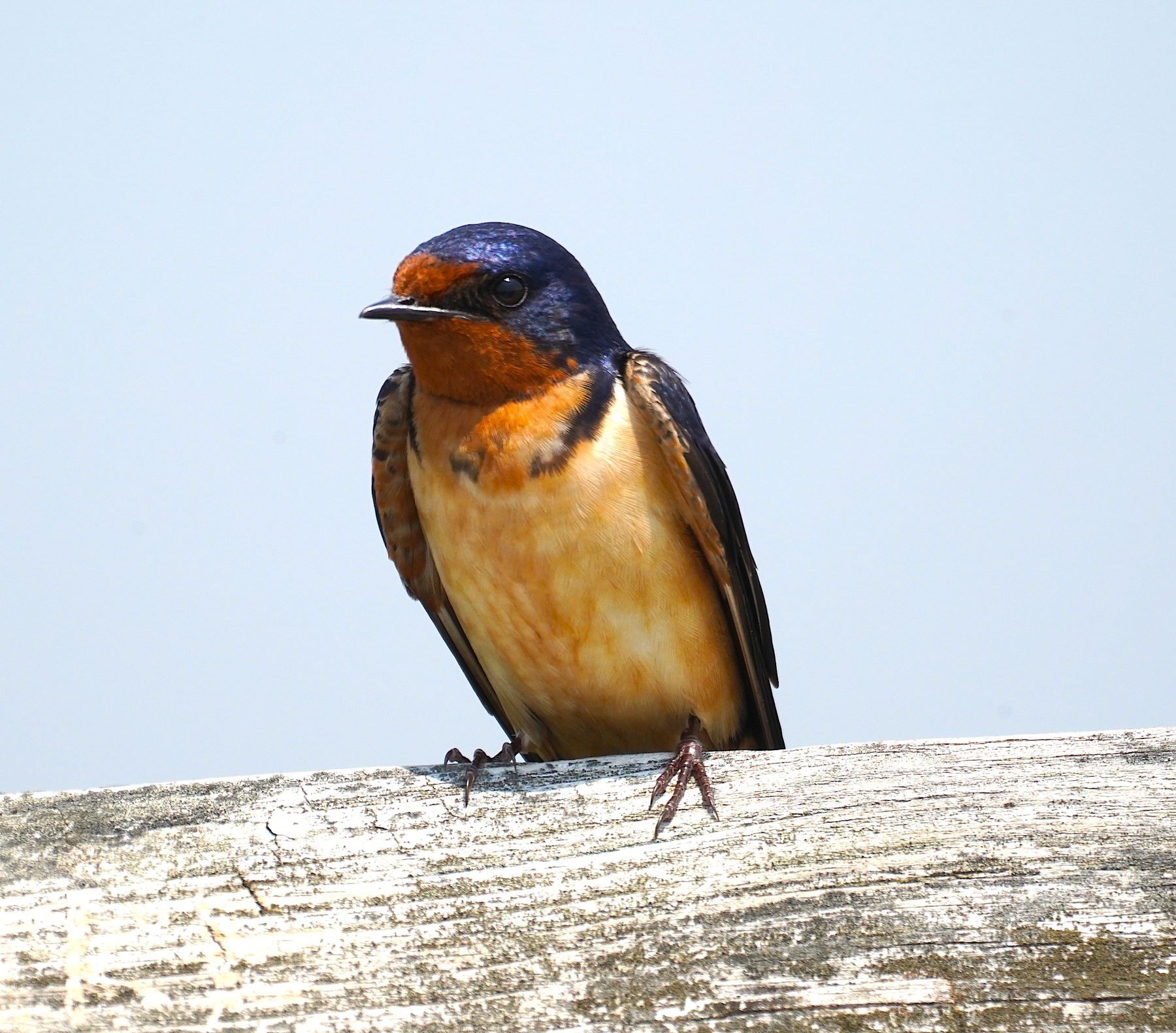 Деревенская ласточка Деревенская ласточка barn swallow