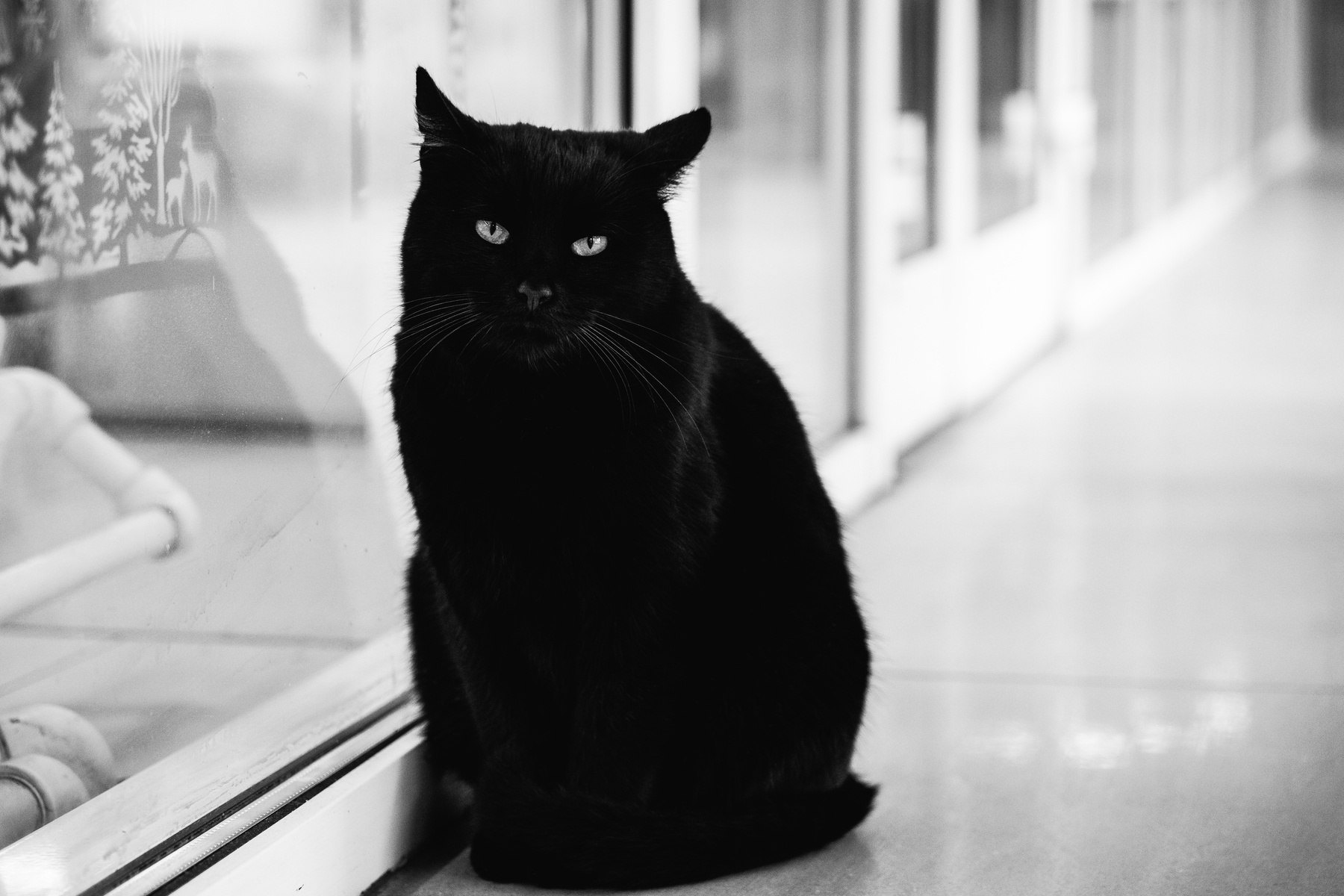 Кот 