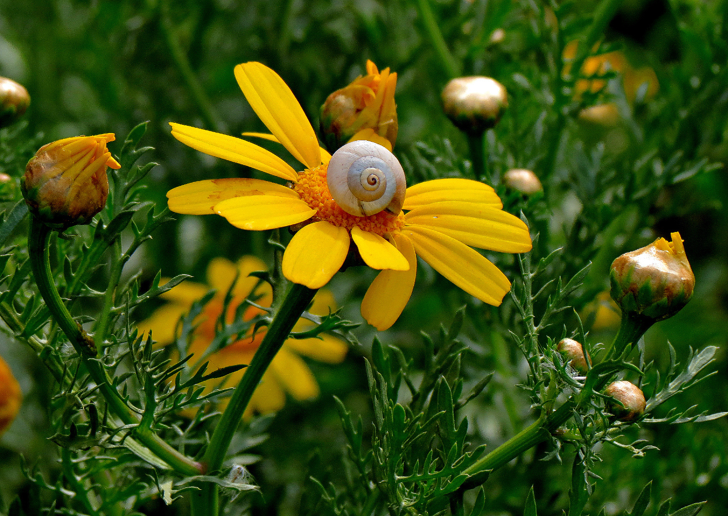 Хризантема увенчанная  (Chrysanthemum coronarium) 
