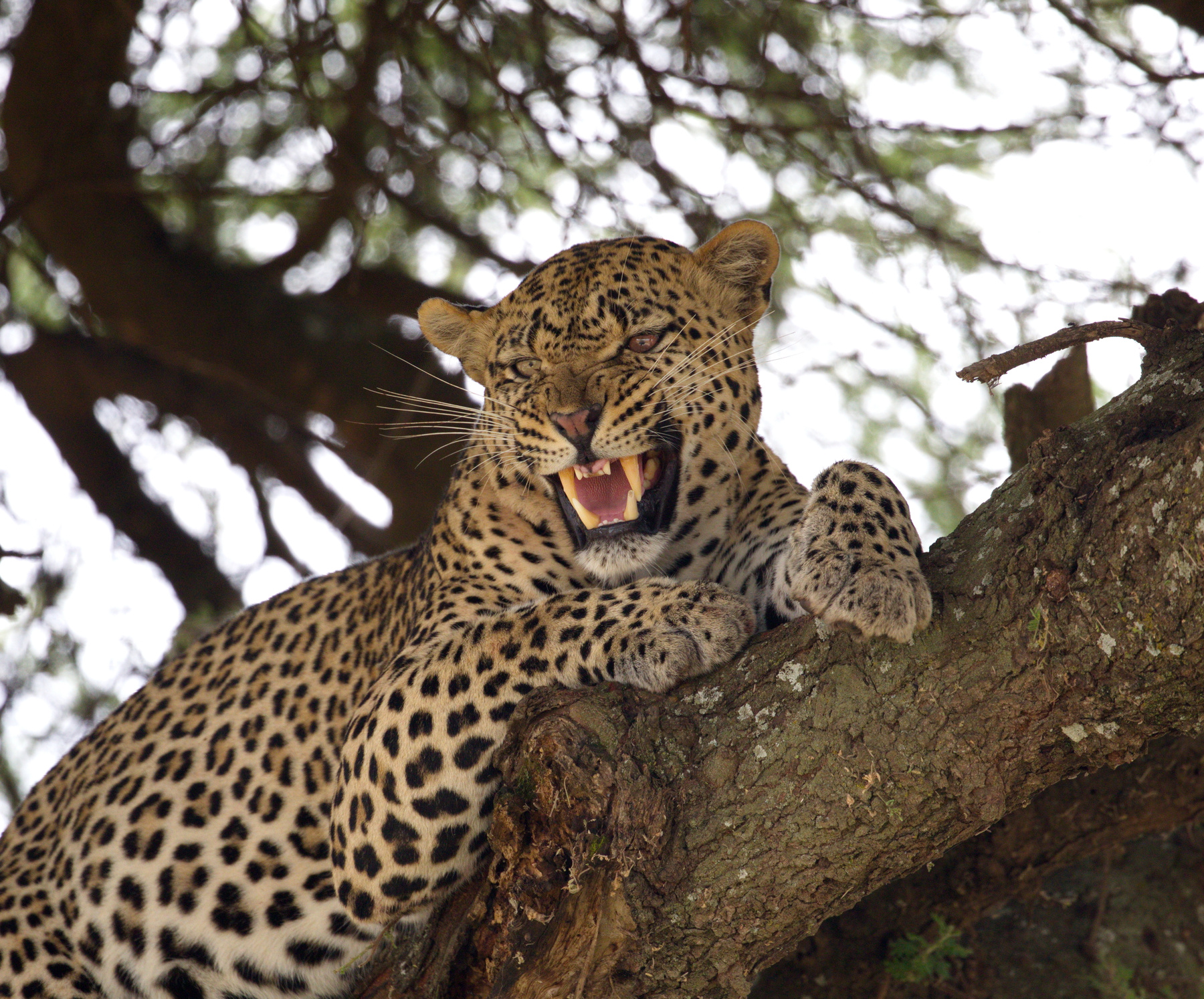 не особо вы мне нравитесь :) хищники наблюдение Африка Serengeti