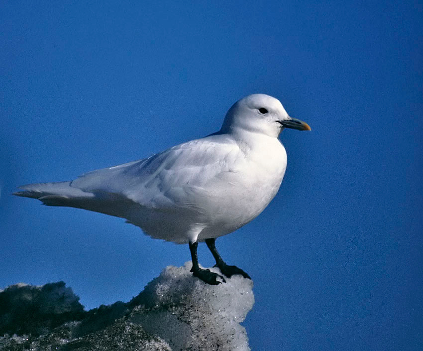 Белее снега Белая чайка, Pagophila eburnean, Chukotka, Northeast Asia, Ivory Gull