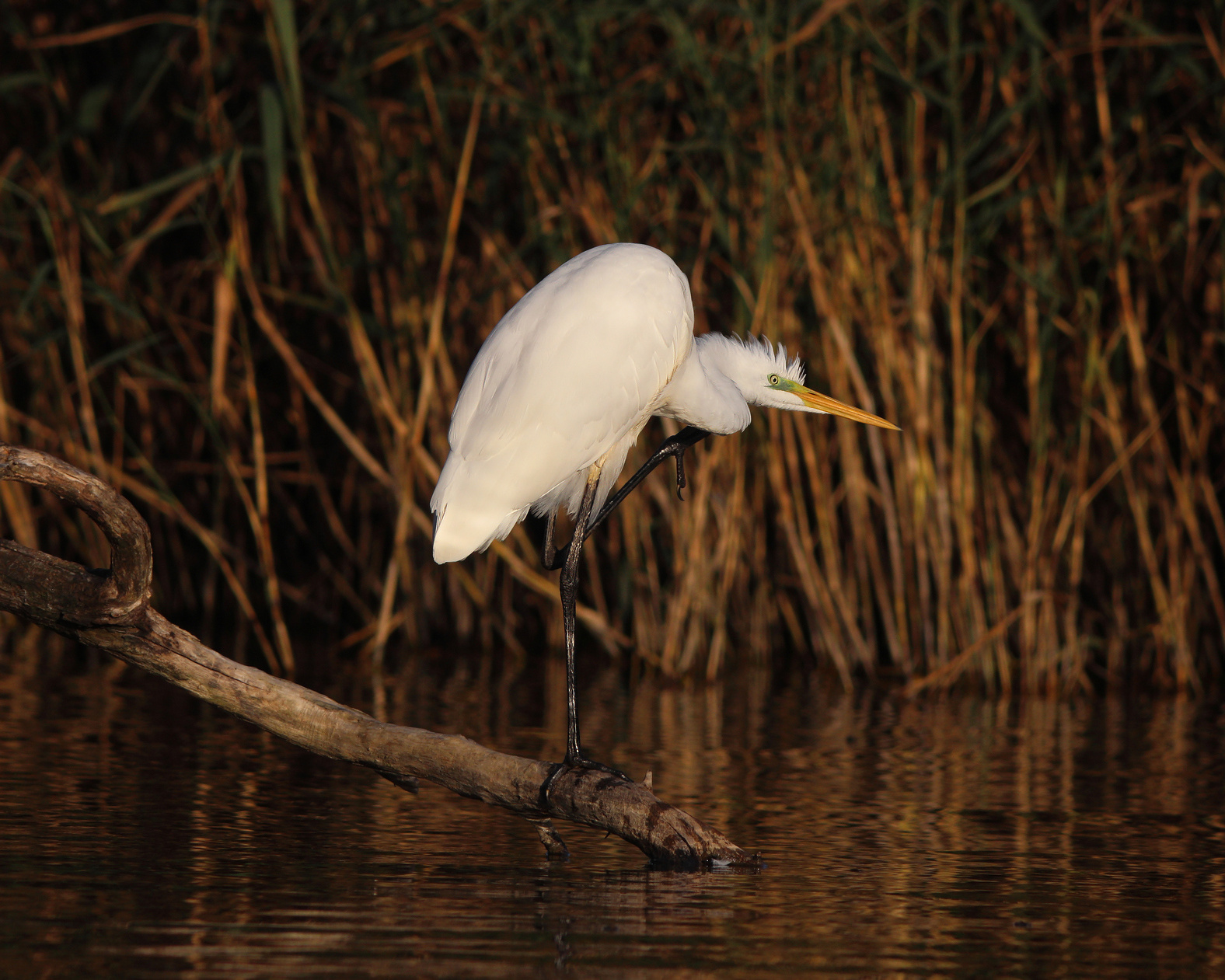 Вечерний туалет Большая белая цапля Egretta alba Great egret