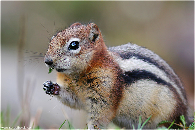 chipmunk chipmunk animals
