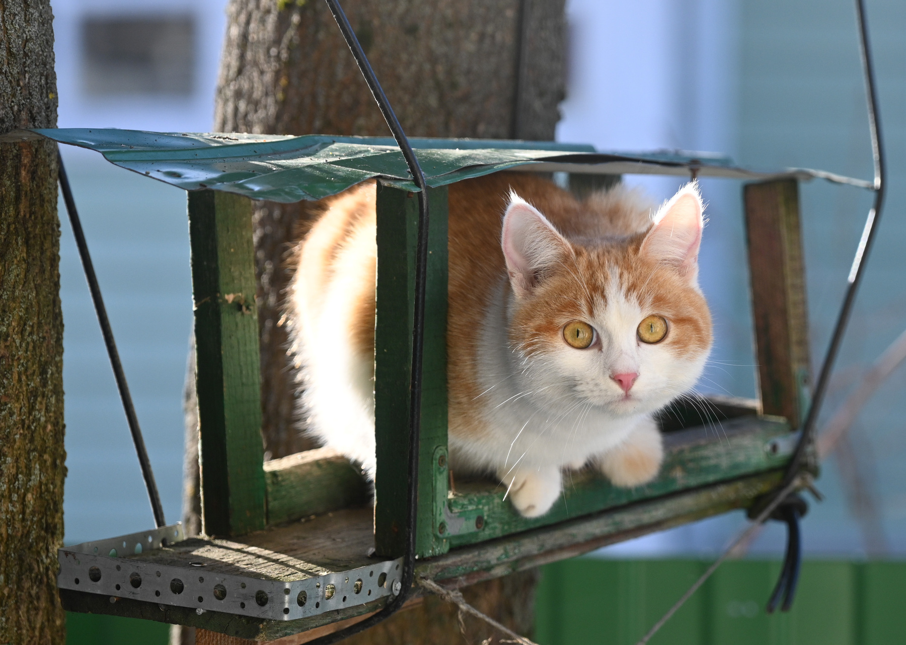 ***Кошачьи миры 