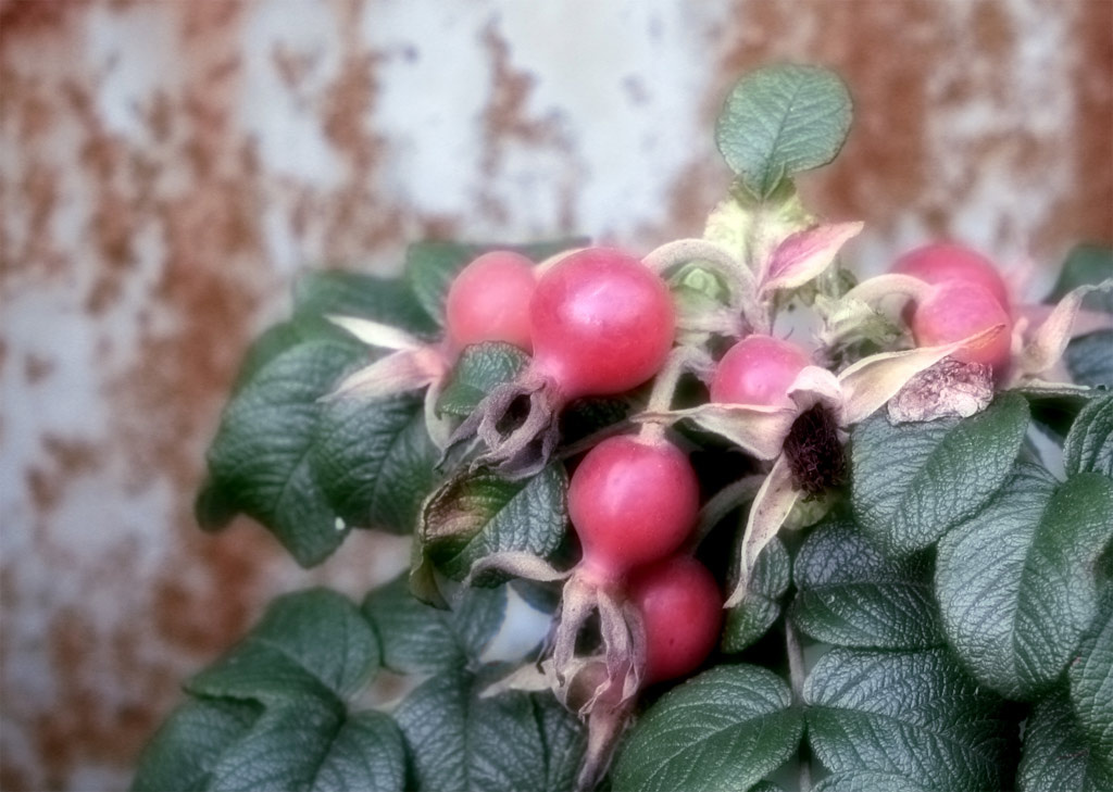 Hips in front of rusty iron wall шиповник ягоды